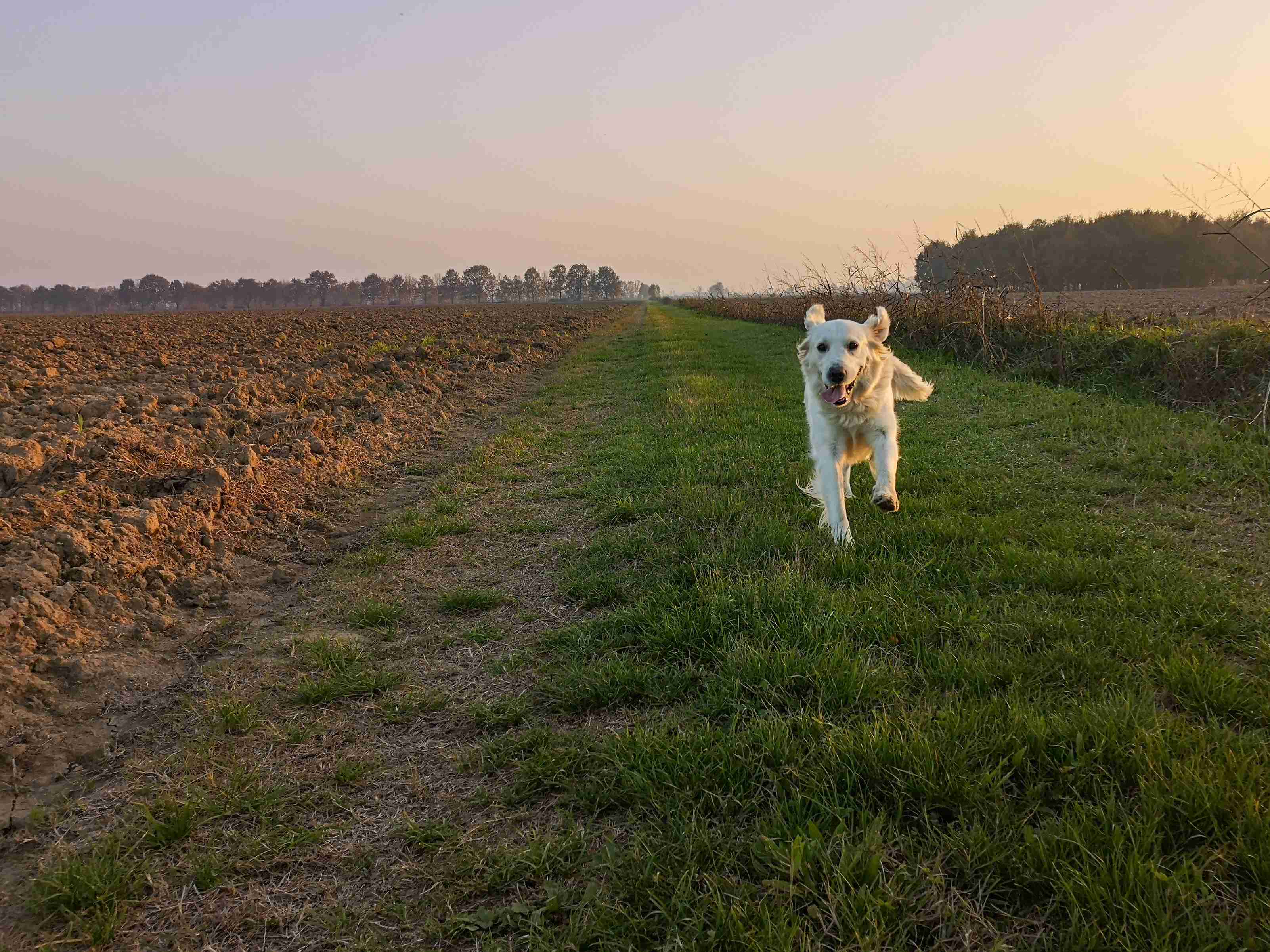 Top Tips for Effective Record-Keeping in Your Golden Retriever Breeding Program